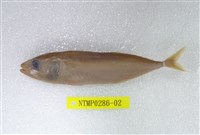 藏品(金帶花鯖)的圖片